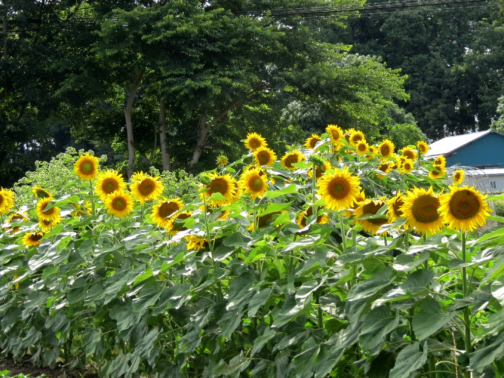 Himawari